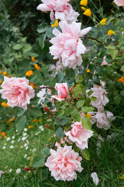 Rosafarbenes Blumenwachsen des rosa Englisches im Garten, Sommerzeit.