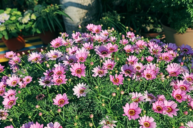 Rosafarbenes Gänseblümchen mit grünem Gras im Garten