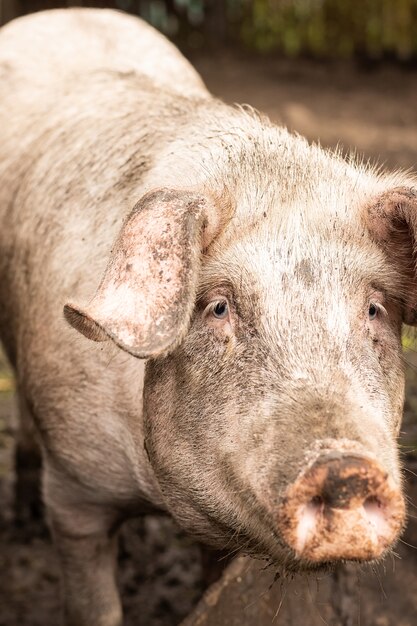 Rosafarbenes Schwein im Schlamm