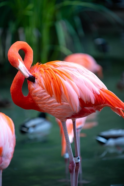 Rosaflamingo Phoenicopterus roseus Kolonie rosafarbener Flamingos, die sich beim Waten in einem Teich pflegen