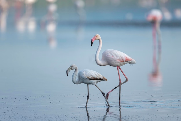 Rosaflamingo (Phoenicopterus Roseus) Malaga, Spanien