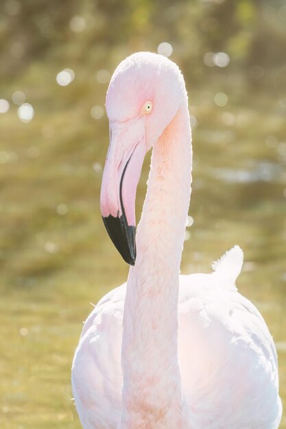 Rosaflamingo-Porträt, Pink Flamingo-Porträt (Phoenicopterus Roseus)