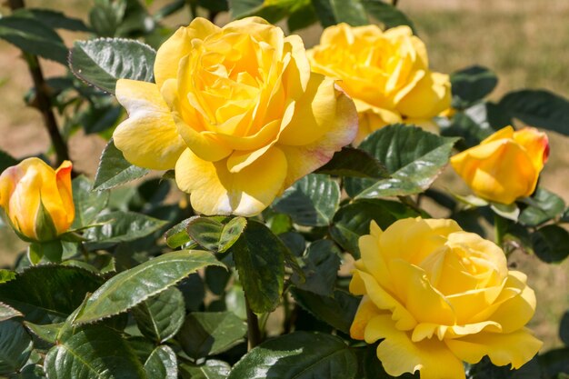 rosal amarillo fresco hermosas rosas en un día de verano en el jardín botánico