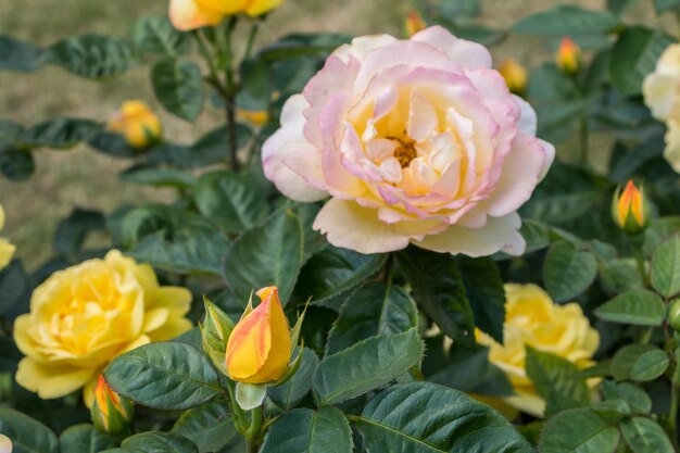 rosal amarillo fresco hermosas rosas en un día de verano en el jardín botánico