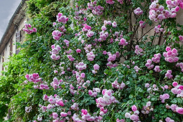 Rosal antiguo en la fachada de una casa antigua en Francia