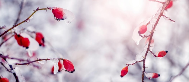 Un rosal con bayas rojas cubiertas de hielo Glaseado en invierno