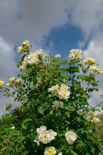 Rosal blanco contra el cielo azul