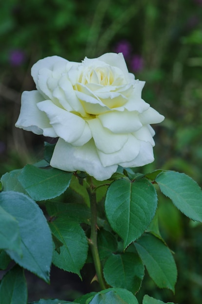 Rosal blanco Rosa blanca en un jardín Hermosa rosa blanca Las rosas blancas están creciendo