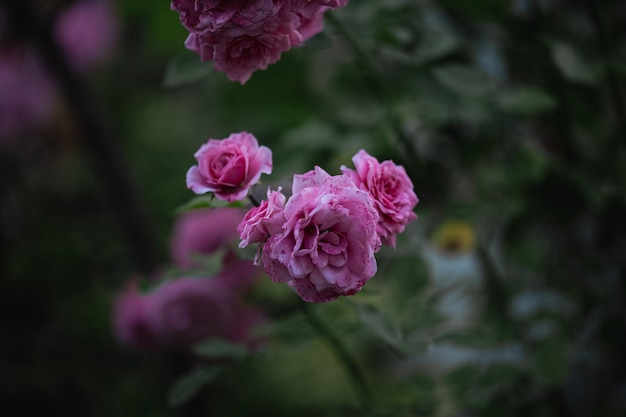 Rosal creciente con flores rosas y hojas verdes día de verano