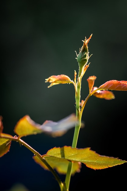 El rosal está floreciendo.