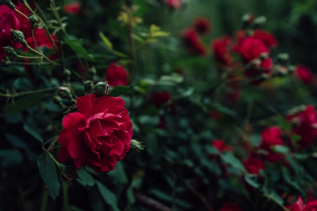 Rosal floreciente con hojas verdes