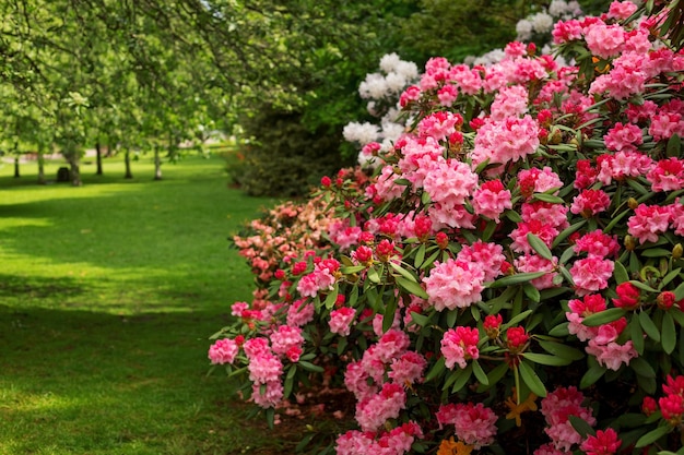 Rosal floreciente en el parque