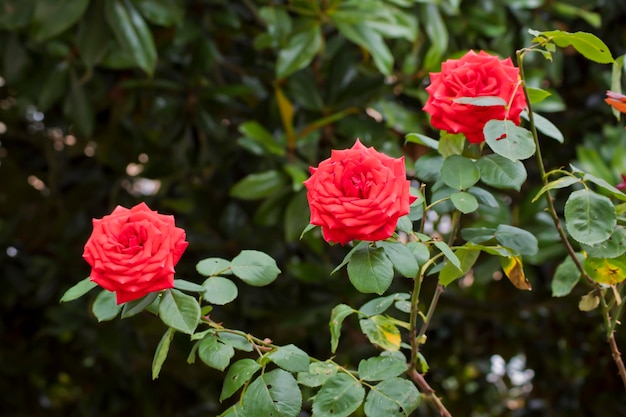 Rosal con flores rojas