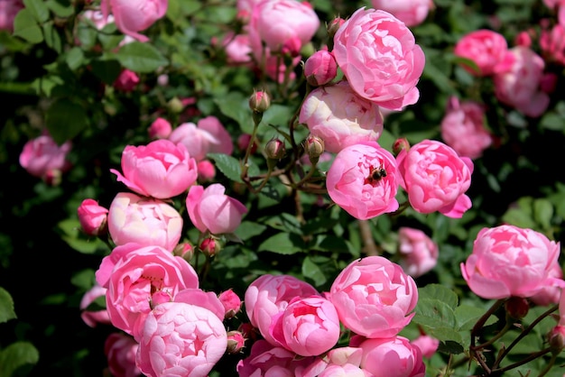 Rosal en el jardín y una abeja en una de las rosas.