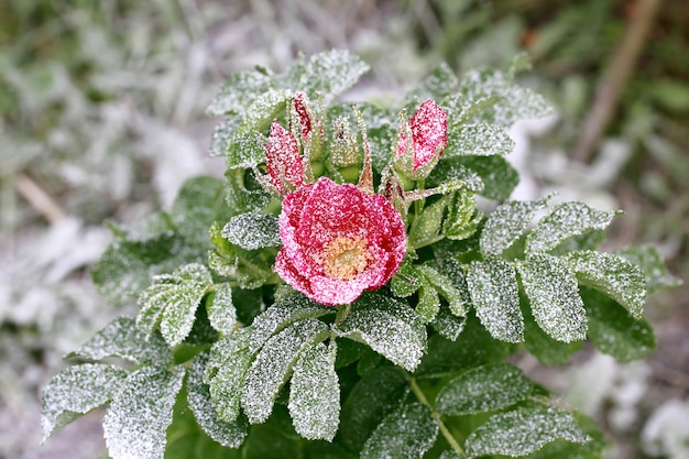 Rosal nevado con flores y capullos invierno primera nieve