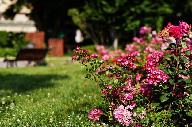 Rosal en el parque verde de Nesebar, Bulgaria.