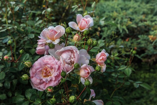 rosal con primeros planos de capullos de rosa florecientes