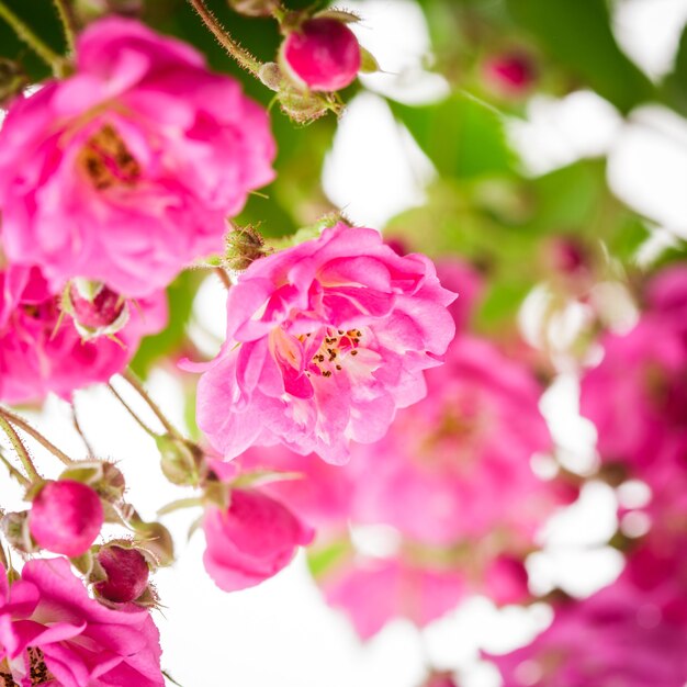 Rosal rosa de cerca sobre fondo blanco.