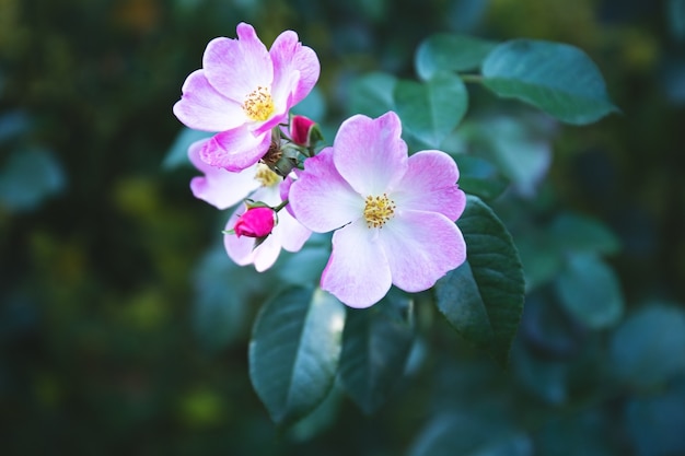 El rosal silvestre florece en primavera. Hermosas flores de rosa mosqueta brillantes en un delicado color rosa de tonos pastel. Primer plano de flores de rosa mosqueta, enfoque suave. La rosa mosqueta se elabora en té.