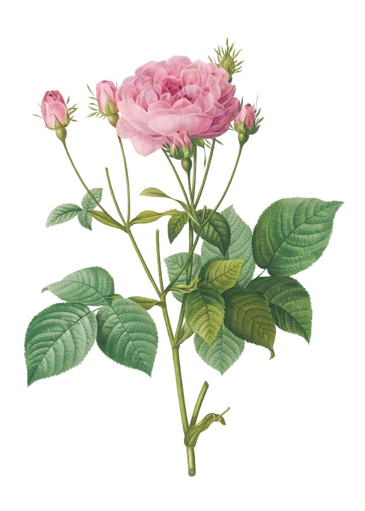 El rosal vintage de Francia es transparente en png
