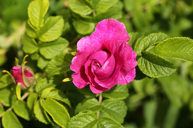 Rosaleda rosa arbusto en el jardín.