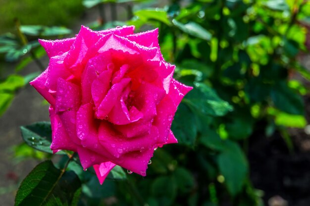 Rosarium Uetersen stieg im Garten. Blume rosa.