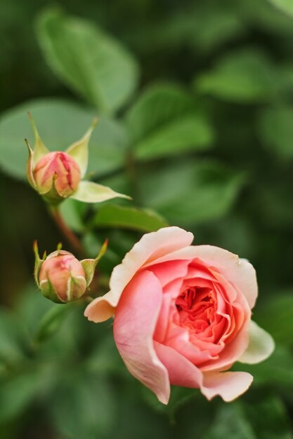 Rosarose auf unscharfem dunkelgrünem Blatthintergrund. mehrere kleine und eine große blume