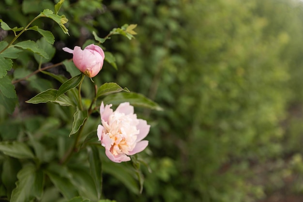 Rosarose blüht auf dem Rosenbusch im Garten im Sommer