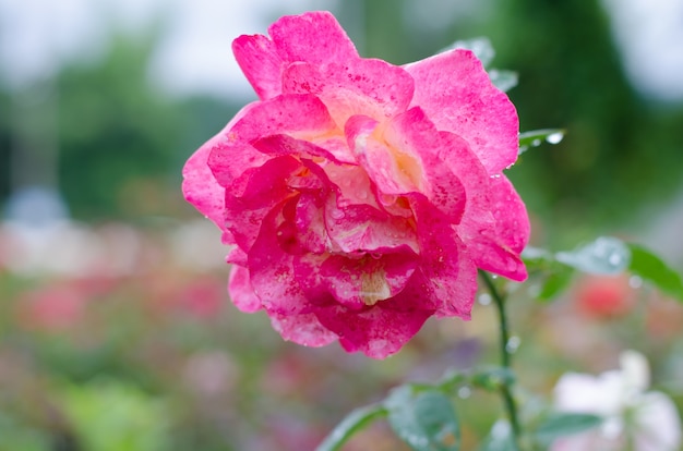 Rosarose, die im Regen blüht
