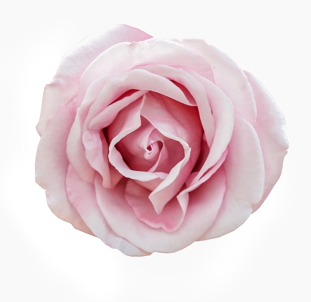 Rosarose lokalisiert auf weißem Hintergrund