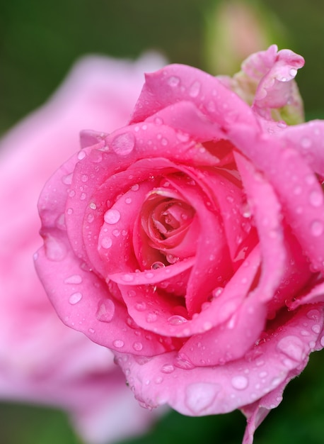 Rosarosenblume mit Wassertropfen.