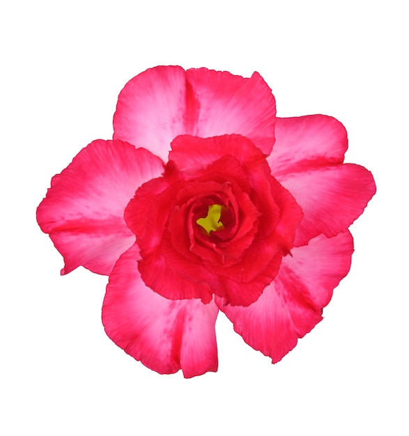 Rosarote Blume Adenium obesum blüht isoliert auf weißem Hintergrund