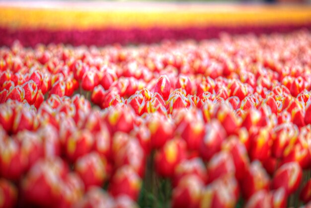 Rosarotes und orangefarbenes Tulpenfeld in Nordholland