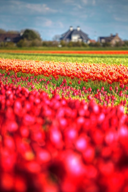 Rosarotes und orangefarbenes Tulpenfeld in Nordholland