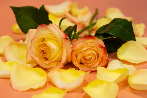 Rosas abiertas de color rosa-amarillo con gotas de agua y pétalos sobre un fondo rosa de cerca