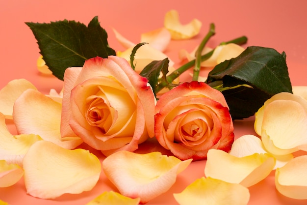 Rosas abiertas de color rosa-amarillo con gotas de agua y pétalos sobre un fondo rosa de cerca