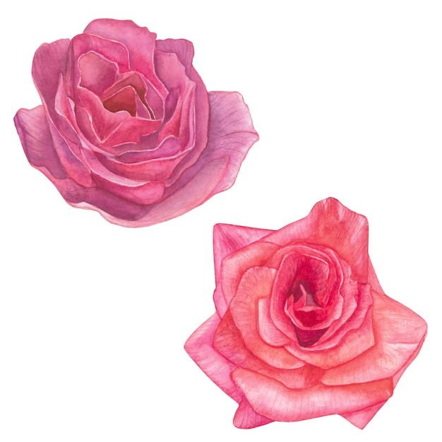 Rosas de acuarela rosas conjunto de ilustraciones de acuarelas dibujadas a mano aisladas sobre un fondo blanco