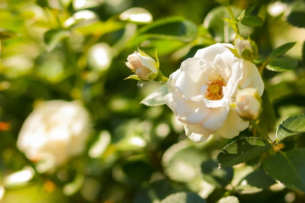 Rosas amarelas brancas florescem no jardim Rosas brancas em fundo desfocado