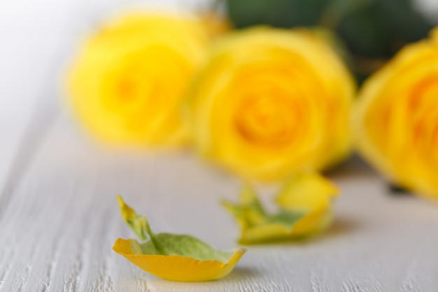 Rosas amarelas, close-up na mesa branca