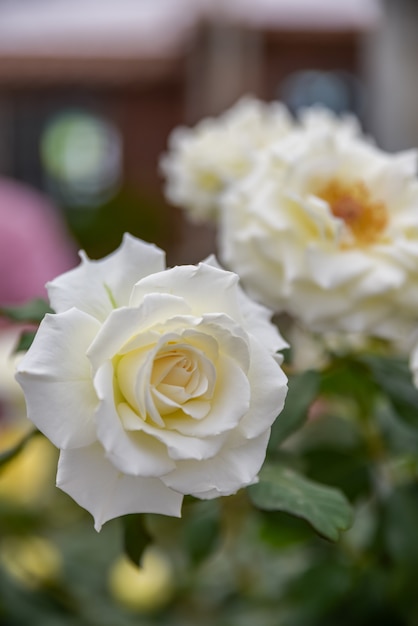 Rosas amarelas e brancas claras em ambiente escuro