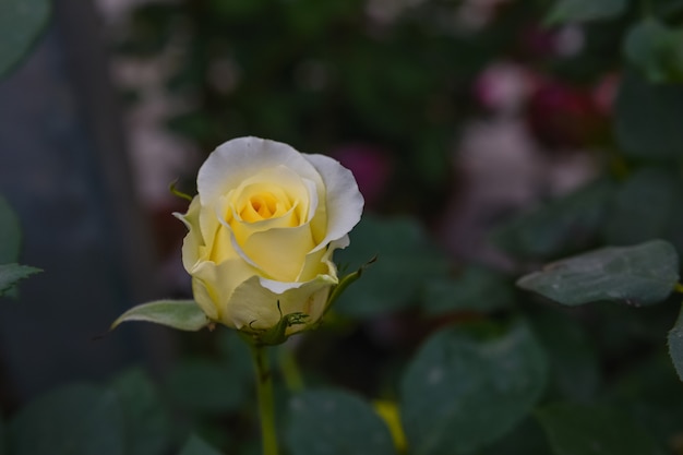 Rosas amarelas e brancas claras em ambiente escuro