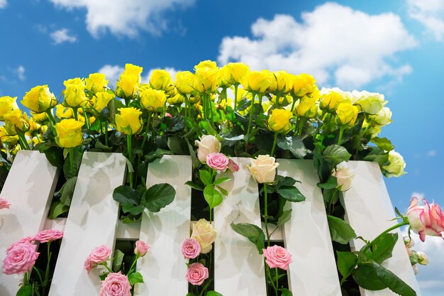 Rosas amarelas e rosa atrás da cerca do lado de fora