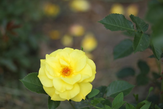 Rosas amarelas frescas no jardim ensolarado verde Fechamento de uma flor amarela florescendo ao ar livre Abra uma rosa amarela incrivelmente bonita no jardim