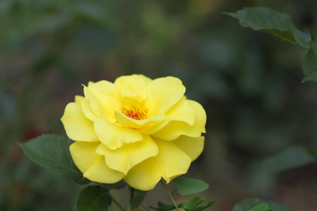 Rosas amarelas frescas no jardim ensolarado verde Fechamento de uma flor amarela florescendo ao ar livre Abra uma rosa amarela incrivelmente bonita no jardim