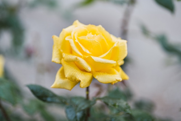 Foto rosas amarelas na folha verde fresca.