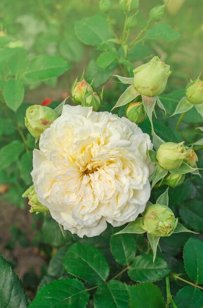 Rosas amarelas no jardim rosa inglesa amarela rosa amarela florescendo de perto