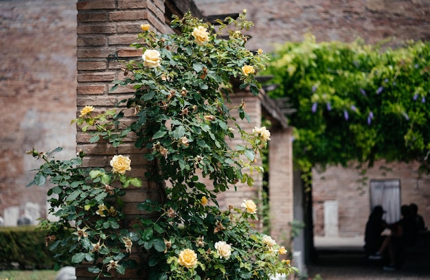 Rosas amarillas, arbusto de vid trepadora de hoja perenne, arbusto trepador amarillo, rosal para jardín doméstico