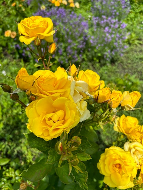 Rosas amarillas en el jardín botánico Primer plano Fondo de la naturaleza