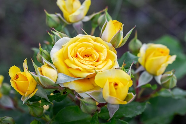 Rosas amarillas en el jardín de flores. Cultivar y vender flores para celebraciones