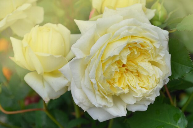 Rosas amarillas en el jardín Rosa inglesa amarilla Rosa amarilla floreciendo de cerca